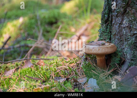 Milkcap barbu champignons près de pine tree trunk Banque D'Images