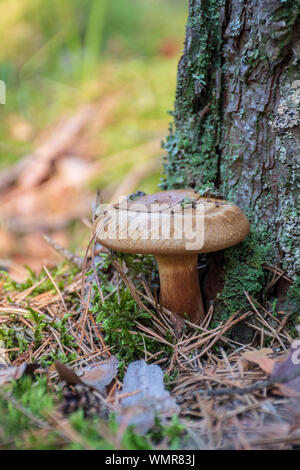 Milkcap barbu champignons près de Pine Tree Trunk, vertical Banque D'Images