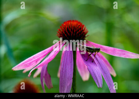 Sauterelle sur échinacée pourpre. Cute red-legged grasshopper reposant sur un cône de fleur, de belles nuances de rose, violet, orange et vert, grande Banque D'Images
