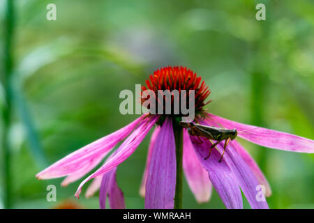 Sauterelle sur échinacée pourpre. Cute red-legged grasshopper reposant sur un cône de fleur, de belles nuances de rose, violet, orange et vert, grande Banque D'Images