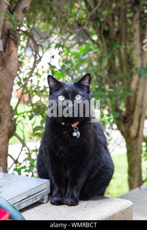 Black Cat posing, tourné à la verticale Banque D'Images