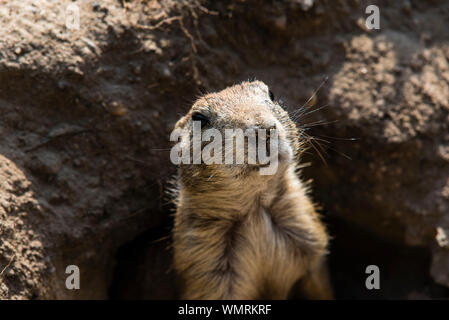 Donne chien de prairie de tunnel, le chien de prairie donne Banque D'Images