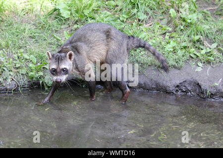 Manger du crabe en raton laveur Overloon zoo au Pays-Bas Banque D'Images