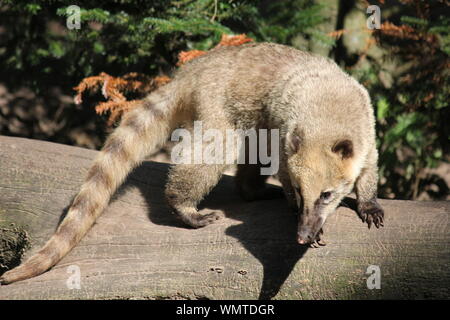 South American coati à Overloon zoo Banque D'Images