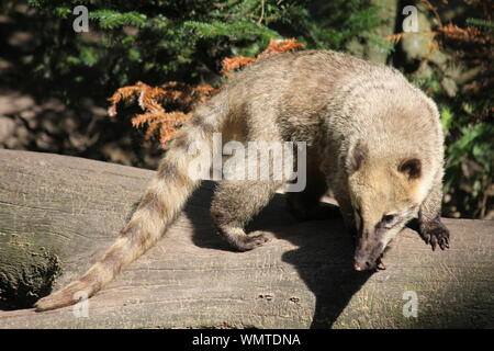 South American coati à Overloon zoo Banque D'Images