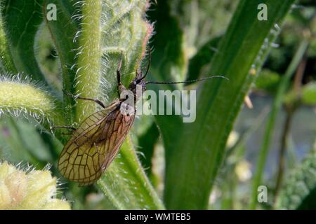 Alder fly (Sialis sp.) reposant sur des feuilles de consoude communes riveraines (Symphytum officinale), Wiltshire, Royaume-Uni, mai. Banque D'Images