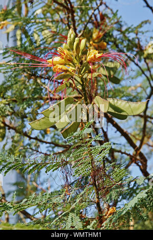 Inflorescece, feuilles et fruits de Caesalpinia gilliesii Banque D'Images