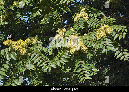Le feuillage et les graines dans des cieux arbre de Samaras, Ailanthus altissima Banque D'Images