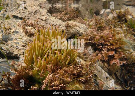 Anémone Anemonia sulcata (Snakelocks) dans un Coralweed rock aux côtés de la piscine (Corallina officinalis), Cornwall, UK, mars. Banque D'Images