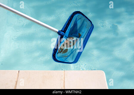 L'enlèvement des feuilles à partir d'une piscine intérieure avec un filet Banque D'Images