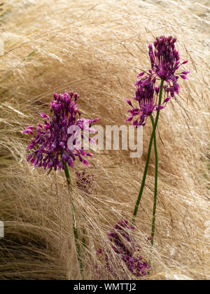 Les capitules de la fin de l'été et l'automne floraison Allium carinatum ssp. pulchellum émergent à travers la croissance des plumes Pennisetum villosum Banque D'Images