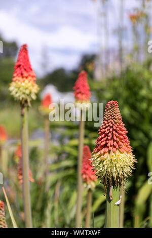 Kniphofia uvaria, également connu sous le nom de lily la flamme et red hot poker, dans le Jardin botanique de Kaisaniemi à Helsinki, Finlande Banque D'Images