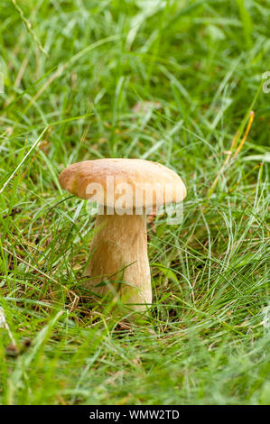 Belle bannière champignons boletus edulis dans amazing mousse verte. Banque D'Images