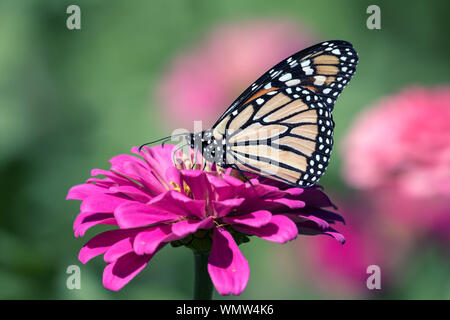 Gros plan du papillon monarque (Danaus plexippus) se nourrissant de nectar d'une fleur rose Zinnia,Québec,Canada Banque D'Images