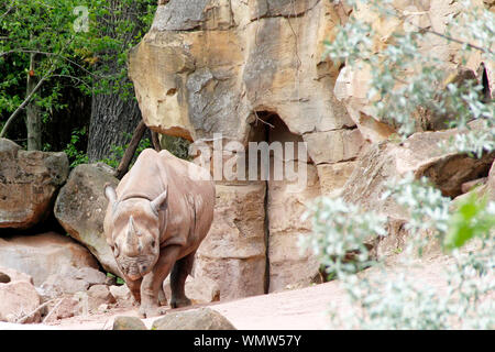 Vue frontale d'un rhinocéros noir, Diceros bicornis michaeli Banque D'Images