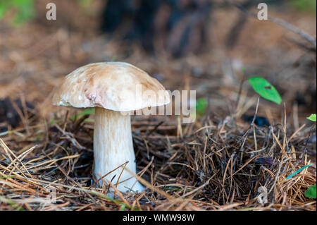 Belle bannière champignons boletus edulis dans amazing mousse verte. Banque D'Images