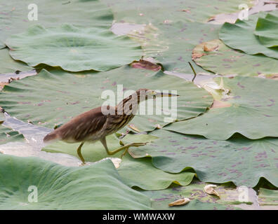 Indian Pond heron - Ardeola grayii Banque D'Images