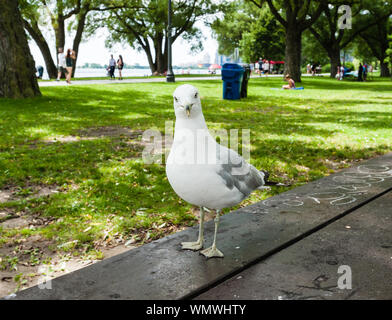 TORONTO, ONTARIO, CANADA - LE 29 JUILLET 2017 : une mouette se dresse sur une table de pique-nique, d'attente d'éventuels résidus d'aliments, dans un parc occupé par le lac Ontario. Banque D'Images