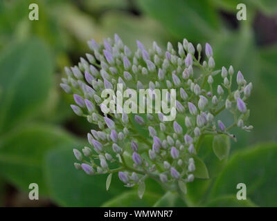 Showy stonecrop en fleurs, bourgeons, Close up Hylotelephium spectabile Banque D'Images