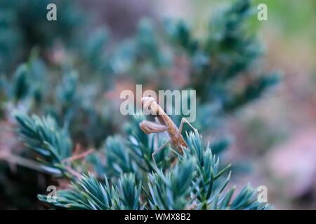 Gros plan d'une mantis debout sur un pin branche avec un arrière-plan naturel flou Banque D'Images