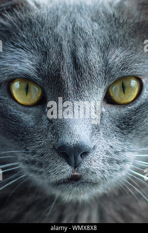 Le visage d'un chat gris close-up. Photo verticale. Banque D'Images
