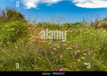 Italie, Pouilles, province de Lecce, Otranto. Torre Sant'Andrea. L'herbe et de fleurs sauvages. Banque D'Images