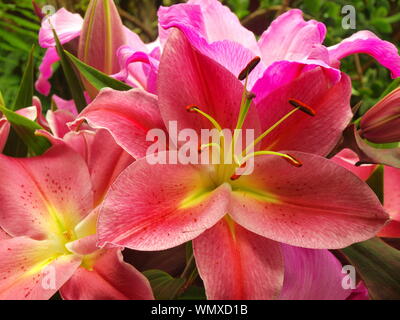 Lilly rose oriental réel lillies et la stigmatisation du pollen des étamines style stamem pétale tépales filament ( lilium sorbonne) stargazer lily Banque D'Images