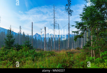 Des arbres cassés et abattus dans les montagnes Tatra Banque D'Images