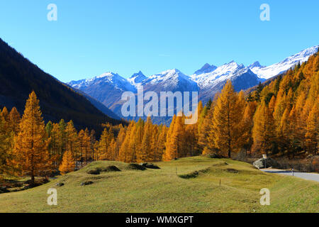 Le mélèze et l'épicéa forêt en automne le long walkingtrails à fafleralp, lötschental, Valais, siwtzerland Banque D'Images