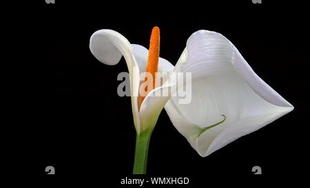 Un seul, beau blanc Calla Lily (Zantedeschia aethiopica, également connu sous le nom) d'Arum isolé sur fond noir avec un grand espace de copie Banque D'Images