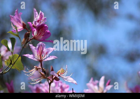 Close up de magnifiques fleurs roses de la Hong Kong Orchid Tree (Bauhinia blakeana) en pleine floraison printanière, belle arrière-plan flou pour copy space Banque D'Images