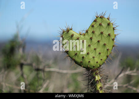 Gros plan d'une feuille de cactus en forme de coeur - concept possible pour l'amour de la randonnée ou des relations épineuses Banque D'Images