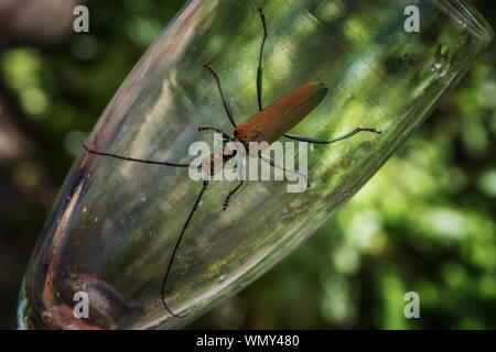 Coléoptère de musc sur un verre de champagne Banque D'Images