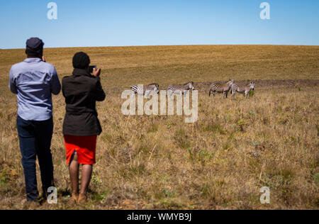 L'homme et la femme du Malawi les touristes de prendre des photos de zèbre (Equus quagga) dans Nyika National Park, au Malawi. Banque D'Images