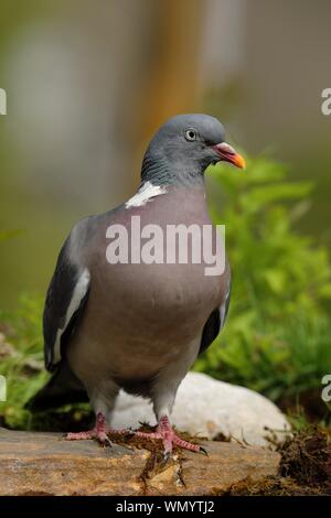 Bois commun pigeon (Columba palumbus), debout sur une pierre sur le sol, en Rhénanie du Nord-Westphalie, Allemagne Banque D'Images