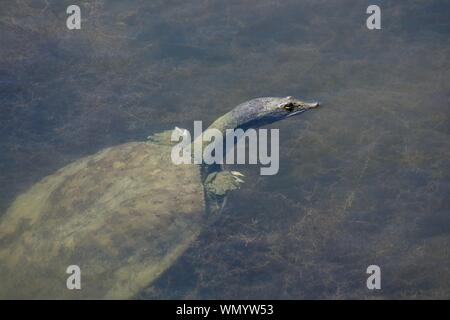 La tortue à carapace molle peaking tête hors de l'eau dans un étang. Long cou tortue avec bras courts. T-rex Banque D'Images