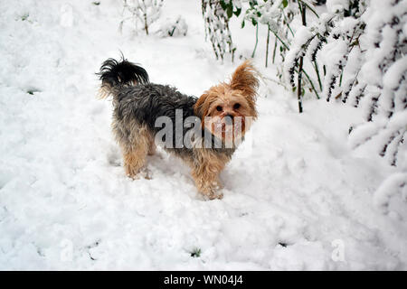 Chihuahua yorkshire terrier mixte debout sur la neige dans le jardin et à la recherche de quelque chose, l'air très heureux et relaxant dans la vie. Banque D'Images