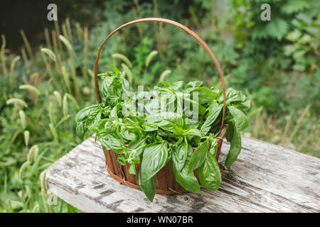 Herb de basilic frais dans le panier dans le jardin. Banque D'Images