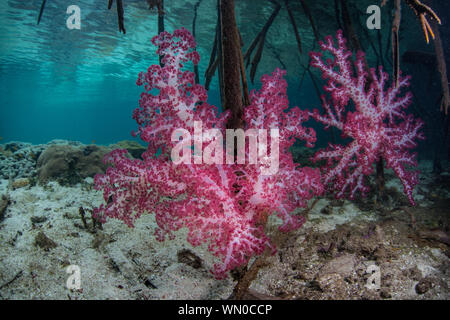 Des coraux mous, Dendronephthya sp., se développent dans les eaux peu profondes au milieu des îles éloignées de Raja Ampat, en Indonésie. Cette région équatoriale est peut-être Banque D'Images