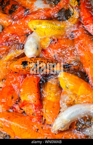 Collection de poissons rouges, carpes koï Banque D'Images