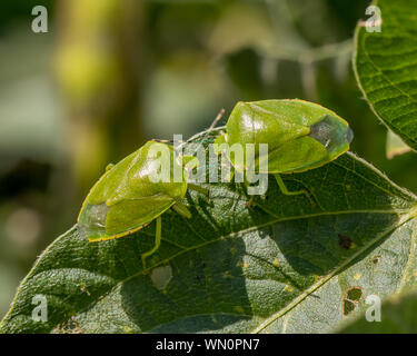 Green stink bug bug sur l'écran ou de feuilles des plantes de soja in farm field Banque D'Images