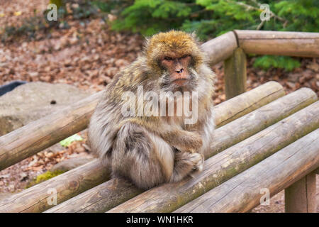 Macaque de Barbarie vieille femme assis sur un banc en bois Banque D'Images