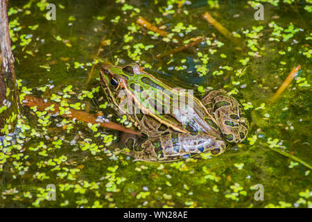 Adulte Plaines Leopard Frog- (Lithobates blairi- anciennement Rana blairi) se trouve dans le marais de queue de chat parmi les duckweed, Castle Rock Colorado USA. Banque D'Images