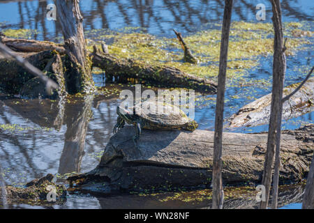 Tortue à oreilles rouges (Trachemys scripta elegans) en pèlerin matin sur log in pond, Castle Rock Colorado nous. Considéré comme "espèces envahissantes.' Banque D'Images