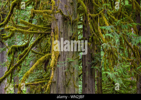 Western Red Cedar, Thuja plicata, arbres en forêt près de Parc d'État de Russie le Mont Rainier, Washington State, USA Banque D'Images