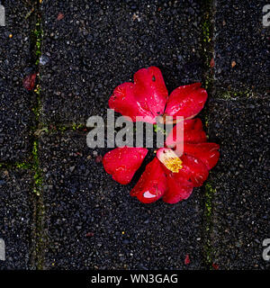 Une fleur rouge tombé camillia avec étamines jaune vif qui casse sur pavés sous la pluie. Banque D'Images