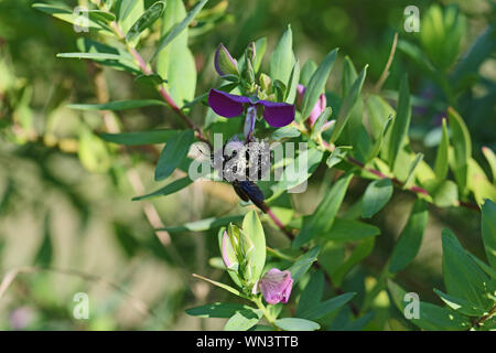 Abeille charpentière couverts dans le pollen nom Latin xylocopa violacea se nourrissent d'une fleur pourpre polygala myrtifolia grandiflora au printemps en Italie Banque D'Images