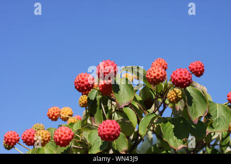 Beaucoup de rouge et orange colorée baies cornus kousa cornouiller vert sur un arbre dans le ciel bleu et soleil d'automne Banque D'Images