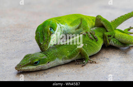 Les lézards verts, l'Anole Caroline, l'accouplement Banque D'Images