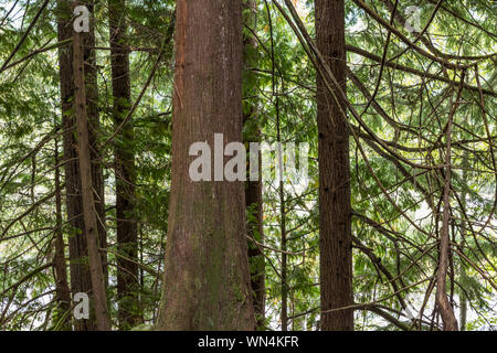 Western Red Cedar, Thuja plicata et la pruche de l'Ouest, Tsuga heterophylla, arbres en forêt près de Parc d'État de Russie le Mont Rainier, Washington State, Banque D'Images